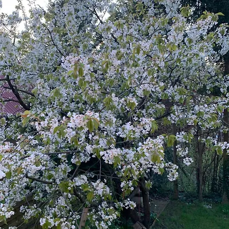Sloneczny Z Kominkiem