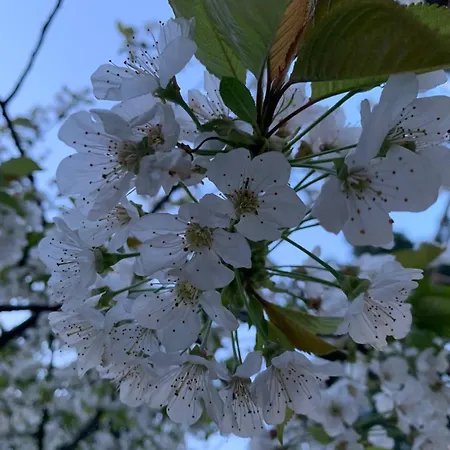 Sloneczny Z Kominkiem * Gdańsk