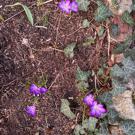 Lägenhet Sloneczny Z Kominkiem *