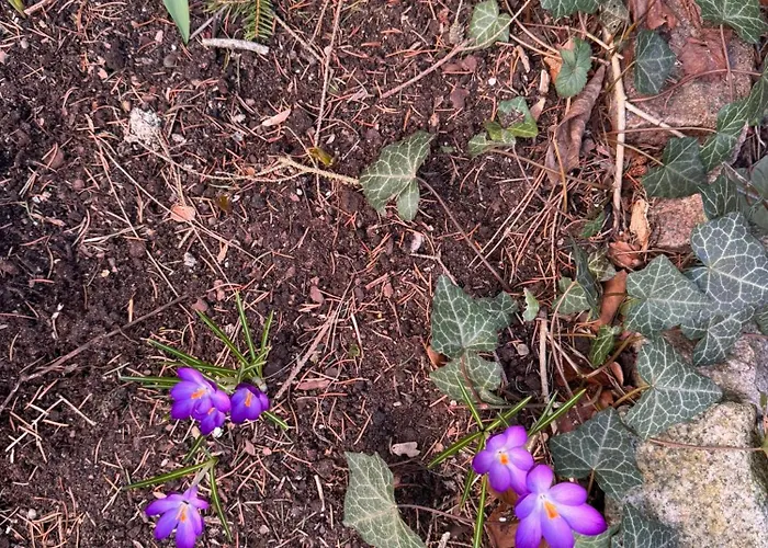 Apartamento Sloneczny Z Kominkiem *