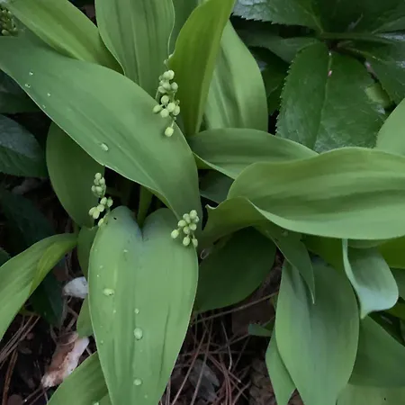 Апартаменты Sloneczny Z Kominkiem